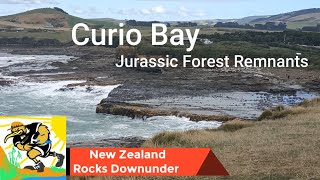 Witnessing Prehistoric History at Curio Bay Fossil Forest