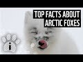 Top facts about arctic foxes  wwf