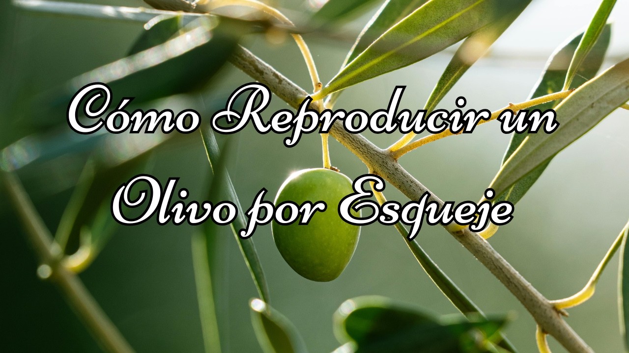 Cómo Reproducir un Olivo por Esqueje Paso a Paso | Multiplica Tu Olivo Fácilmente