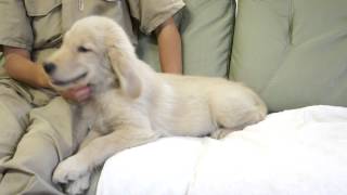 ゴールデンレトリーバーの子犬2014.07.03-6