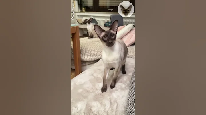 Video 4587581: oriental cats, cat fetches toy, catplaying, cat family