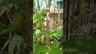 Mums White Cassava stick, red leaf stem