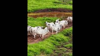ARIZONA COUNTRY RANCHO #cowboy #agro #fm #sertanejo