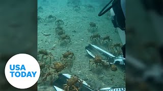 Spider crabs give a warm reception to diver visiting their habitat | USA TODAY