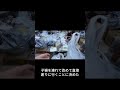 可愛い子猫だって、可愛いヘアピンには目がないみたいですね！ #動物