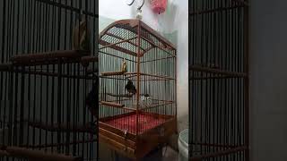 #cucakcungkokgacorfulltembakan