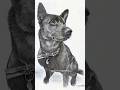 Formosa dog #shorts #drawing #sketch #art #dog #epic
