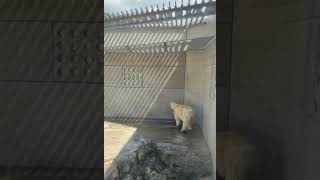 Белый медведь Гота...Polar bear Gotha... #белыймедведь #zoo #bear #animals#polarbear #polarbearlove