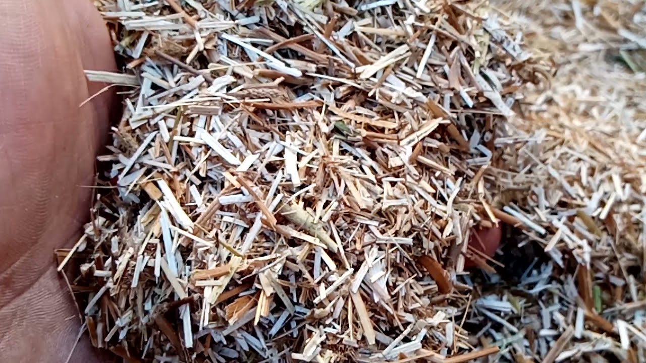 كلام مهم عن تبن البرسيم /التبن الأحمر /الدريس/تبن الربه