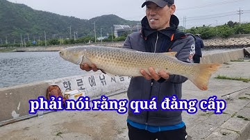 ông chú người hàn câu được cụ cá đối vô địch tại vịnh noc san busan