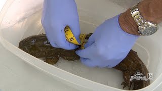 Hellbender Processing