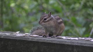 Tamia de Sibérie (Tamias sibiricus) Siberian Chipmunk