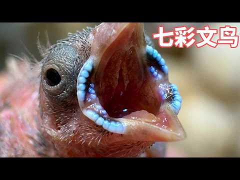 刚出壳仅3克！本以为养不活，半个月后惊艳全网【蒙面鸟哥】