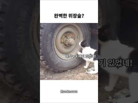 완벽한 위장술 thumbnail