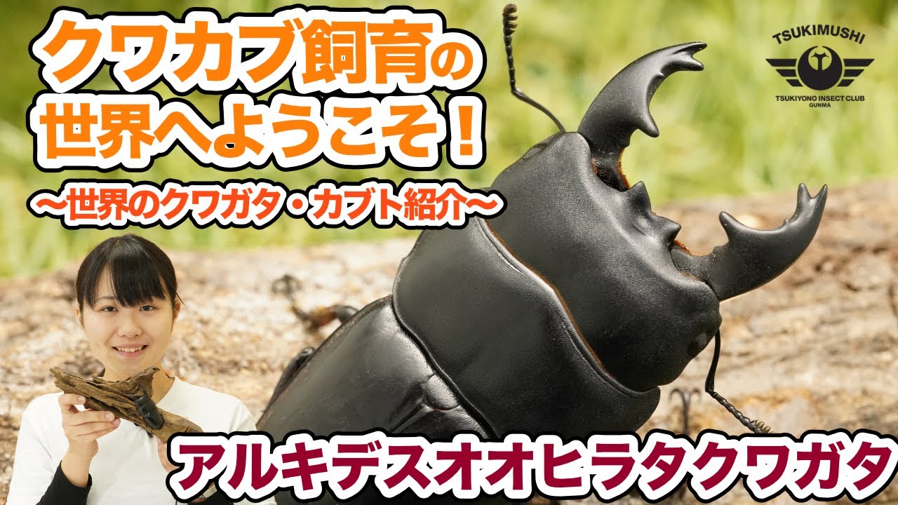 月夜野きのこ園クワガタ菌床販売部 / アルキデスヒラタクワガタ単品 ピダラズ