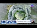 Ilang pananim sa Benguet, muling tinamaan ng andap o frost | Balitanghali