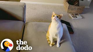 Cat Finally Meets Ceiling Fan He Couldn’t Stop Watching | The Dodo