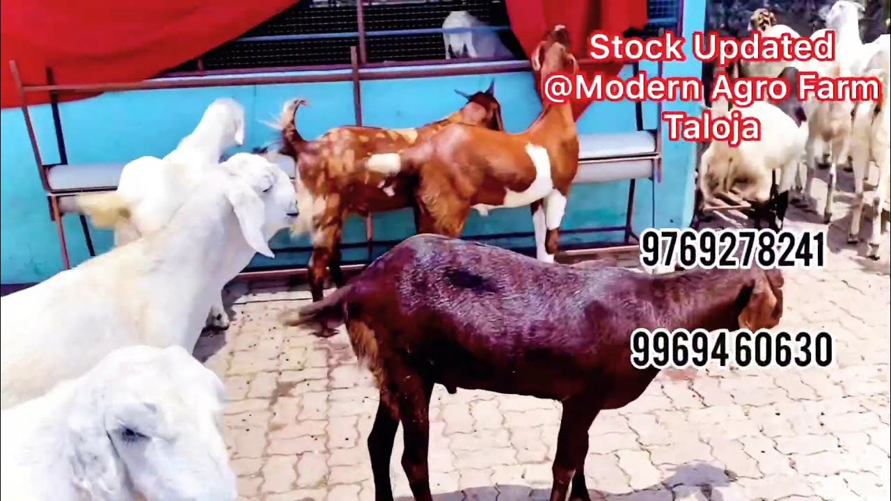 Bakri Eid 2020 latest Stock