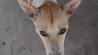 Fieldwork on Wat Khao Tao with Rescue Paws Volunteers