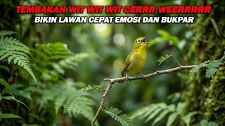 PANCINGAN PLECI NEMBAK WIT WIT WIT CERRR WERR PANJANG, BIKIN LAWAN IKUT GACOR DAN BUKPAR