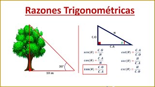 Razones Trigonométricas | Hallar la altura de un Árbol | Razones Trigonométricas | Hallar la altura de un Árbol |