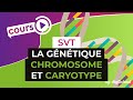 La gntique  chromosome et caryotype  svt  digischool