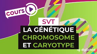 La génétique : Chromosome et caryotype - SVT - digiSchool