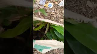 Hybrid Seedlings Available At Jovar Resources Rc 2875407 2348036399734.