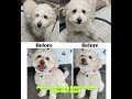 It's a Joyful Day for Grooming at Point Loma Dog Salon N SPA!