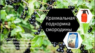 Крахмальная подкормка смородины