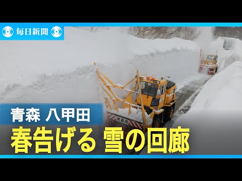 八甲田に春告げる〝雪の回廊〟　除雪隊員「白いきれいな壁楽しんで」