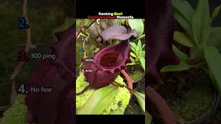 Ranking Best Carnivore Plant Moments