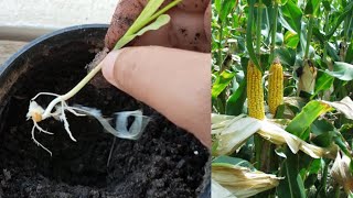 طريقة زراعة الذرة في المنزل