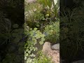 بحيرة طبيعية صغيرة دبي الامارات بحيرة طبيعية صغيرة دبي الامارات