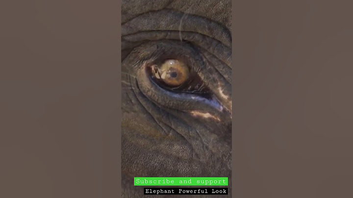 Elephant powerful Eyes | Mass Look #shorts #shortvideo #youtubeshorts #shortfeed #short #youtube