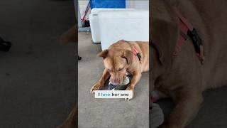Meet Baby: Adorable Pit Bull Mix Needs Loving Home!