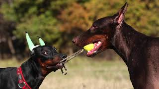 Doberman Pinscher - Dog Breed Information by Zayzoo 21 views 4 years ago 3 minutes, 29 seconds