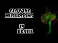 the magic of bioluminescent mushrooms in Brazil