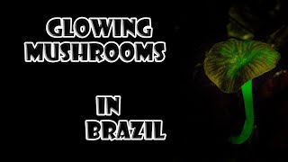 the magic of bioluminescent mushrooms in Brazil