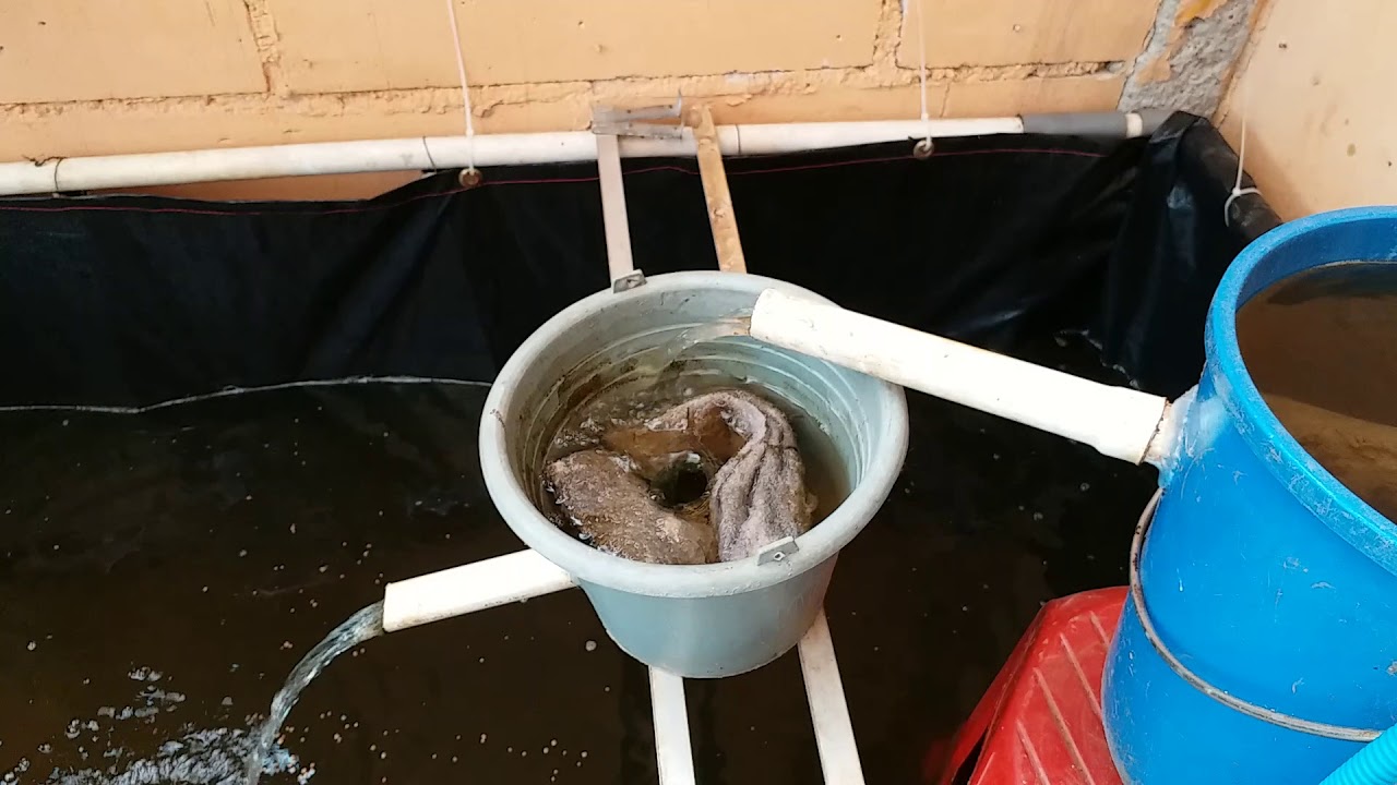 Pelihara ikan lele di kolam terpal YouTube