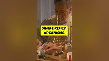 Anton van Leeuwenhoek - The Microscopic Pioneer