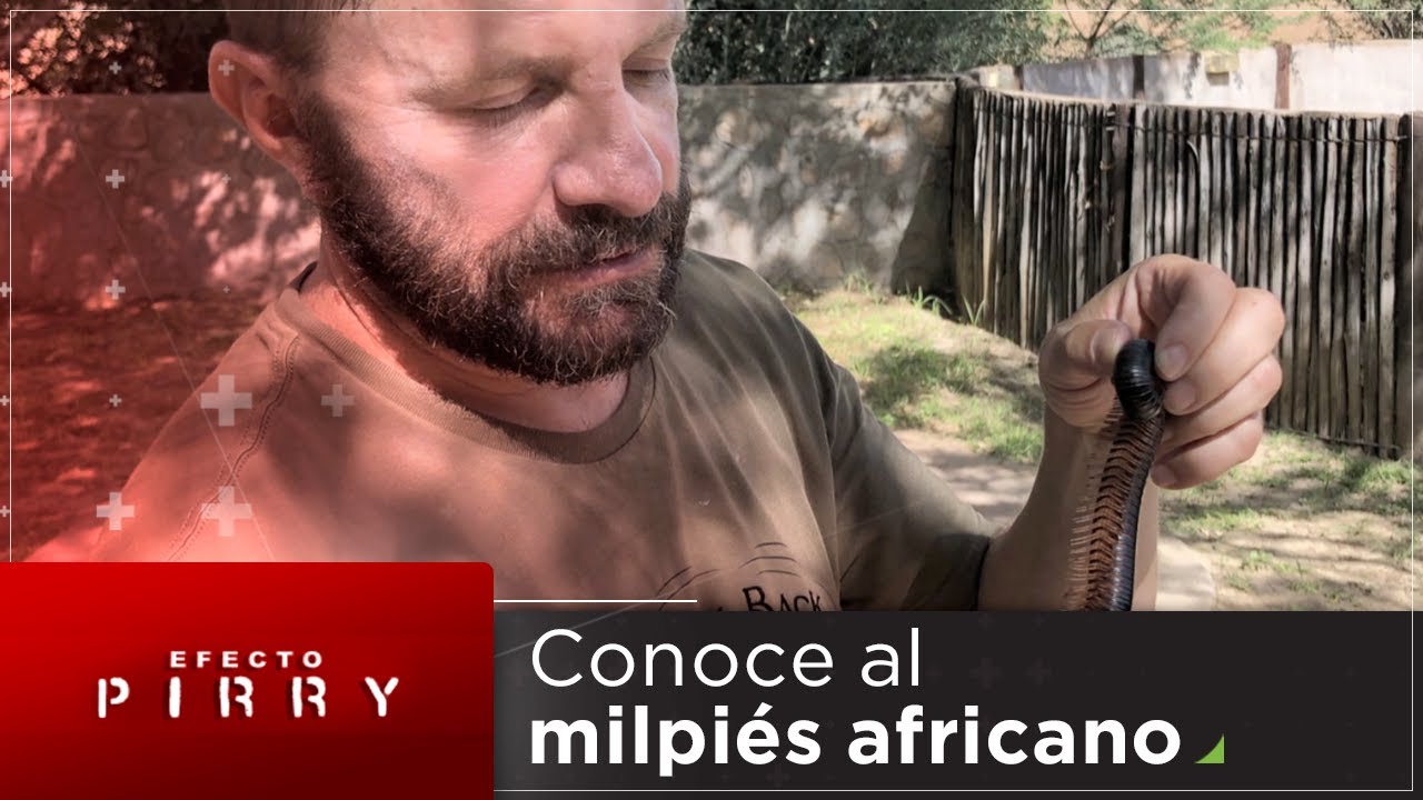 Efecto Pirry | El milpiés africano, el más grande de todas sus especies. Por red+ curry chicken
