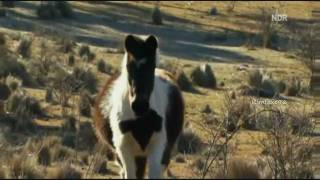 Horse Tribute 5