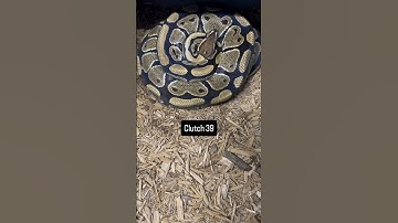 Ball Python Eggs! Clutch #39 JUST Dropped 🥚🐍