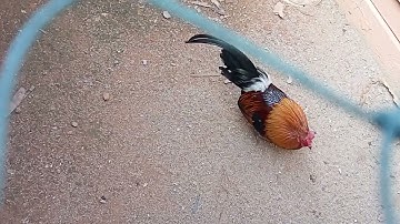 lo nb peb lo saib qaib qus ua kes nb qaib qus khav tsaj plaw 18/1/2024