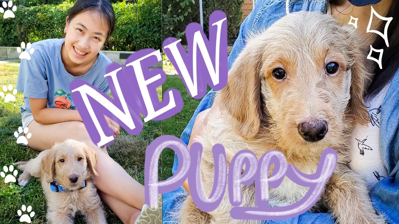I GOT A PUPPY!! | First day at home - YouTube