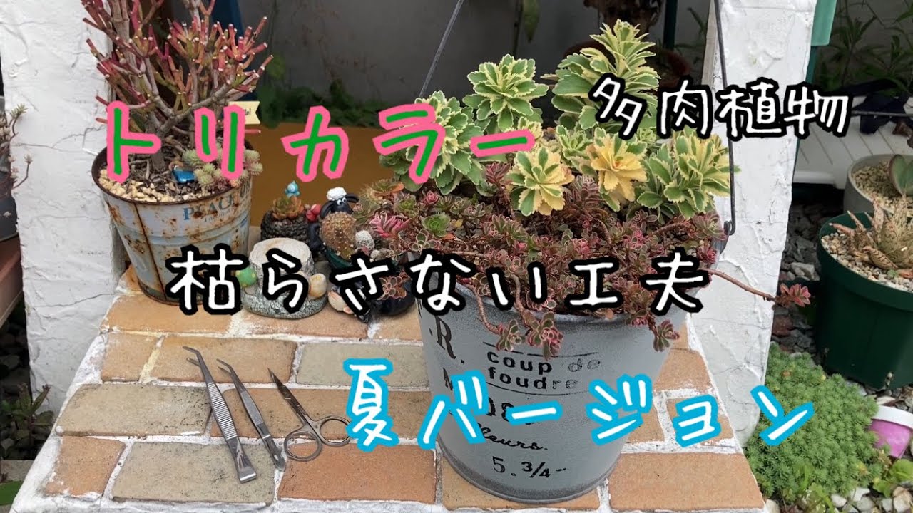 4 Tips to Keep Tricolor Succulents Alive + Summer Version - YouTube