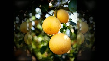 The Story of a Texas Grapefruit