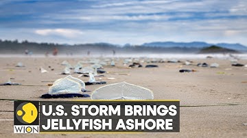 WION Climate Tracker: U.S. storm brings jellyfish ashore | World News | English News | WION