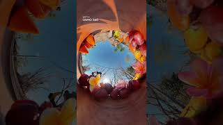 You're Basically in Their World | DJI Osmo 360 II